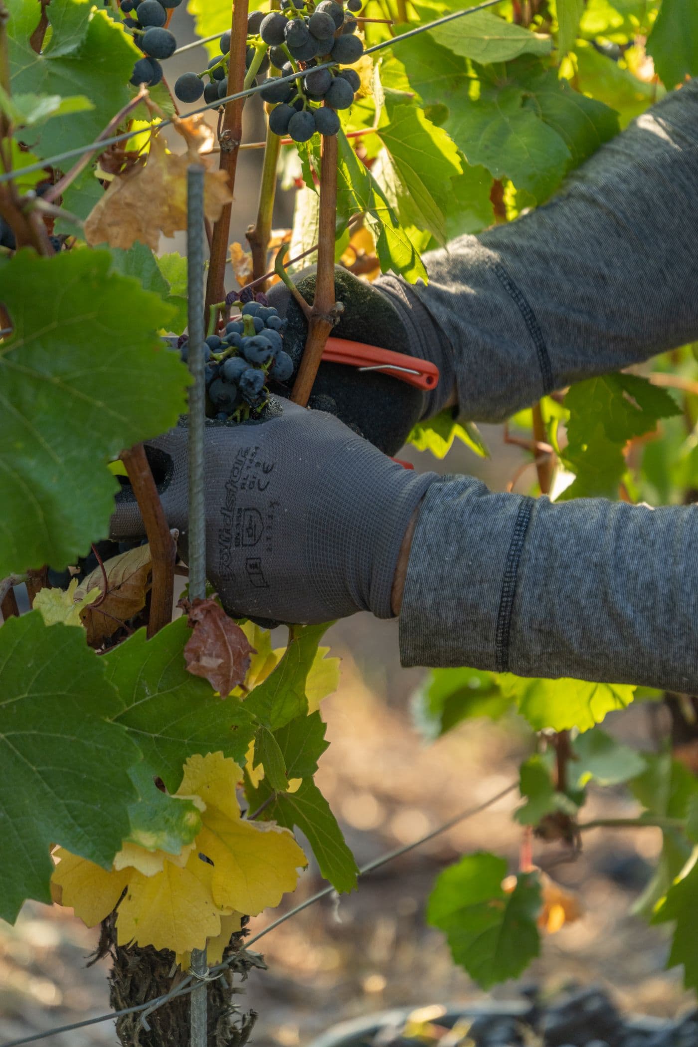 Vendange et taille de la vigne au sécateur